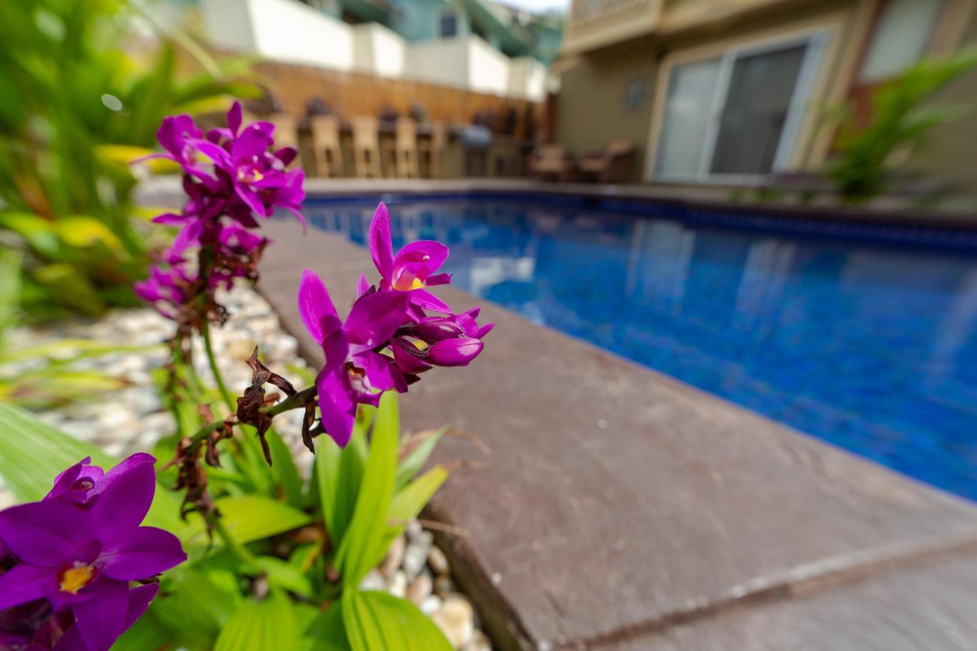 Plumeria Suite, 2-Bedrooms, Sleeps 6, Pool & Bbq, Pre-Renovation Summer Sale Kihei Buitenkant foto